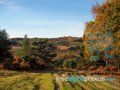 Scenic View Of The Ashdown Forest In Sussex Stock Photo