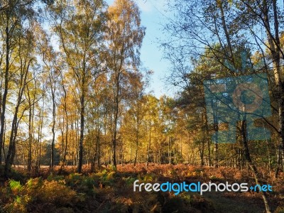 Scenic View Of The Ashdown Forest In Sussex Stock Photo