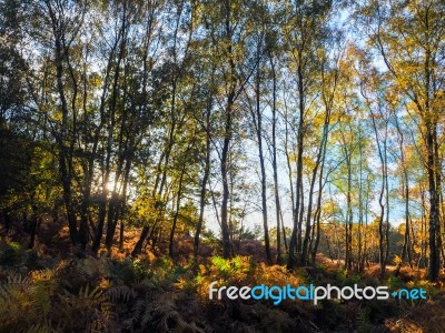 Scenic View Of The Ashdown Forest In Sussex Stock Photo