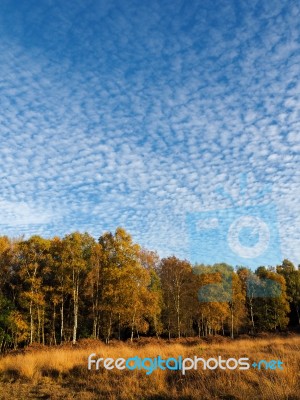 Scenic View Of The Ashdown Forest In Sussex Stock Photo