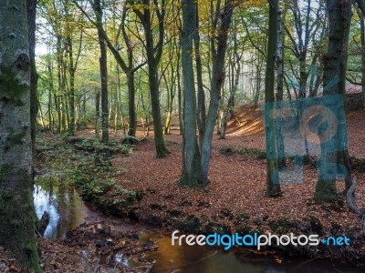 Scenic View Of The Ashdown Forest In Sussex Stock Photo