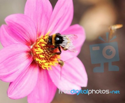 Scented Flower Stock Photo