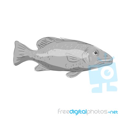 Schoolmaster Snapper Fish Drawing Stock Image