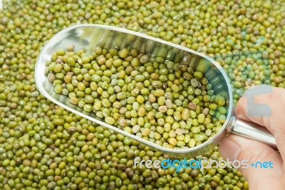 Scoop Of Green Beans Stock Photo