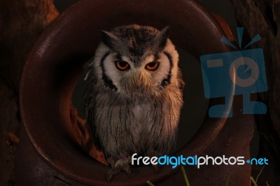 Scops Owl Stock Photo