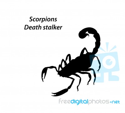 Scorpion Death Stalker Stock Image