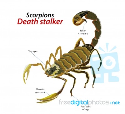 Scorpion Death Stalker Stock Image