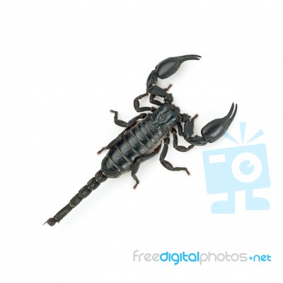 Scorpion Top View Stock Photo - Royalty Free Image ID 10070700