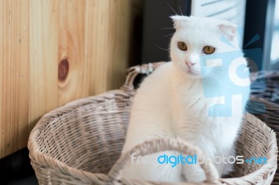 Scottish Fold Cat Stock Photo