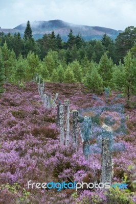 Scottish Heather In Full Bloom Near Aviemore Stock Photo