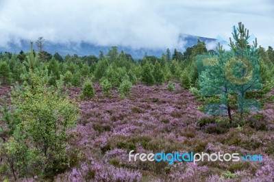 Scottish Heather In Full Bloom Near Aviemore Stock Photo