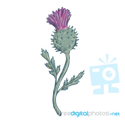 Scottish Thistle Drawing Stock Image