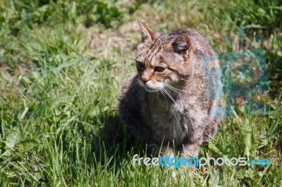 Scottish Wildcat Stock Photo