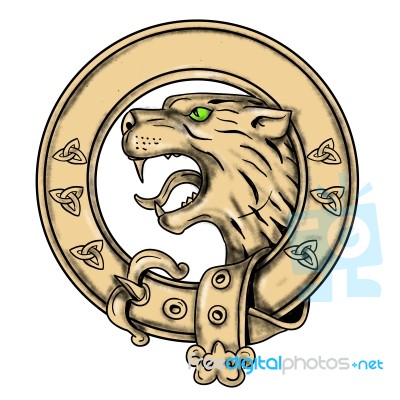 Scottish Wildcat Belt Tattoo Stock Image