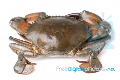 Sea Crab Isolated On White Background Stock Photo