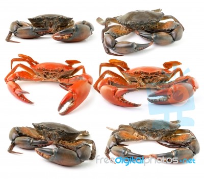 Sea Crab Isolated On White Background Stock Photo