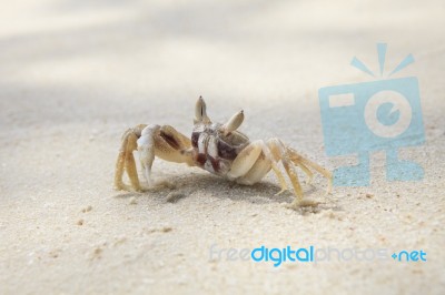 Sea Crab On White Sand Beach Stock Photo