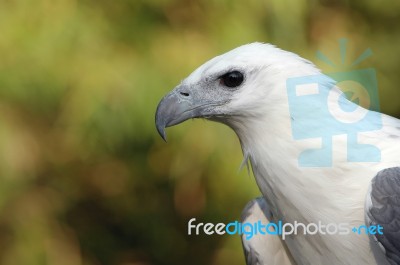 Sea Eagle Stock Photo