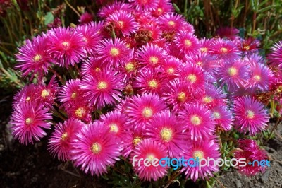 Sea Fig (carpobrotus Chilensis) In Porto Cervo Stock Photo