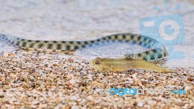 Sea Fish In The Mouth Of A Water Snake Stock Photo