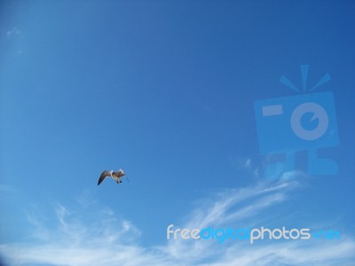 Sea Gull In Blue Sky With Clouds Stock Photo