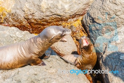 Sea Lion In Galapagos Islands Stock Photo