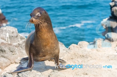 Sea Lion In Galapagos Islands Stock Photo