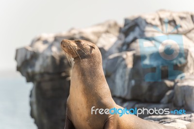 Sea Lion In Galapagos Islands Stock Photo