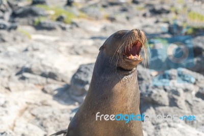 Sea Lion In Galapagos Islands Stock Photo