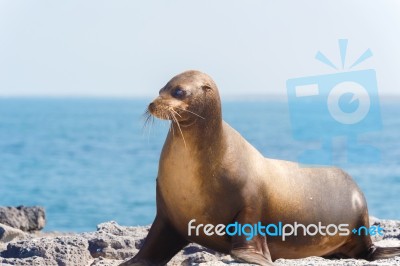 Sea Lion In Galapagos Islands Stock Photo