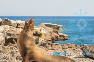 Sea Lion In Galapagos Islands Stock Photo