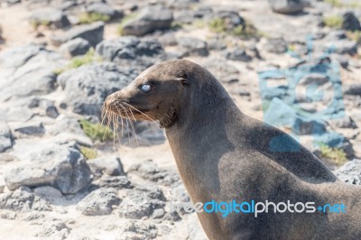 Sea Lion In Galapagos Islands Stock Photo