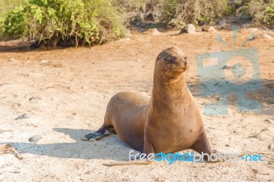 Sea Lion In Galapagos Islands Stock Photo