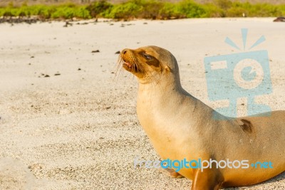 Sea Lion In Galapagos Islands Stock Photo