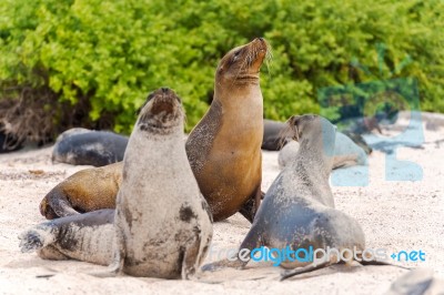 Sea Lion In Galapagos Islands Stock Photo