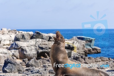 Sea Lion In Galapagos Islands Stock Photo