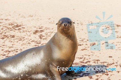 Sea Lion In Galapagos Islands Stock Photo