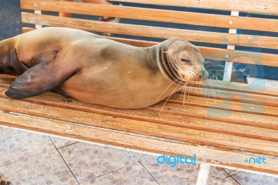 Sea Lion On A Bench, Galapagos Islands Stock Photo