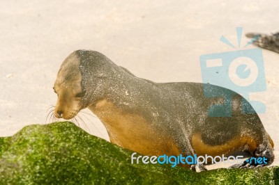 Sea Lion On The Beach, Galapagos Islands Stock Photo