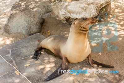 Sea Lion On The Beach, Galapagos Islands Stock Photo