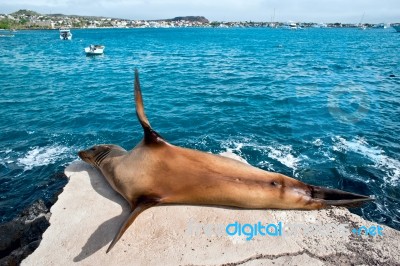 Sea Lion Resting Under The Sun, Puerto Baquerizo Moreno, Galapag… Stock Photo