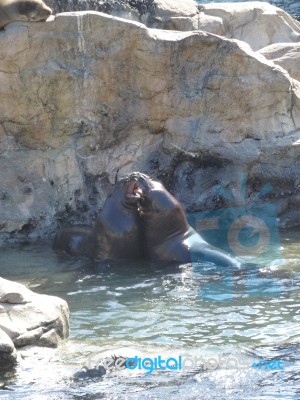 Sea Lion War Stock Photo