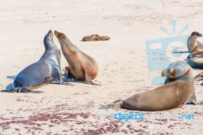 Sea Lions In Galapagos Islands Stock Photo