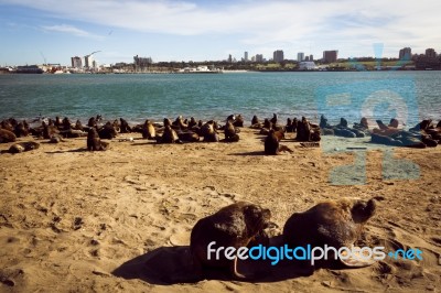 Sea Lions In The Port Of Mar Del Plata Stock Photo