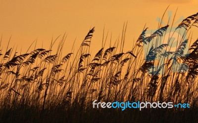 Sea Oats At Sunset Stock Photo