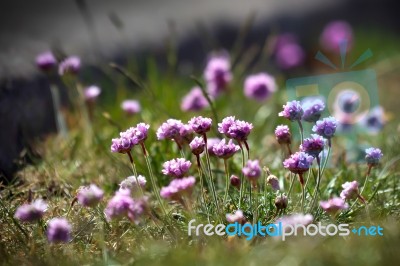 Sea Pinks (armeria) Stock Photo