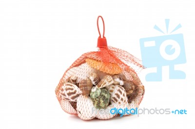 Sea Shell In Red Net On White Background Stock Photo