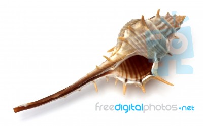 Sea Shell On White Background Stock Photo