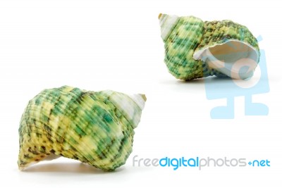 Sea Shell On White Background Stock Photo