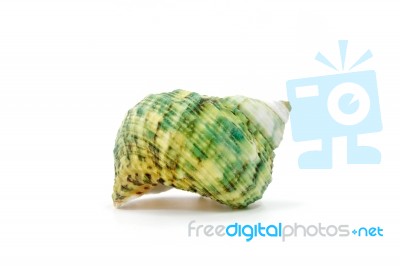 Sea Shell On White Background Stock Photo